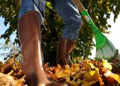 Person raking leaves which lay on the ground using green rake.