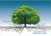 Water around the drip line, the outer edge of a tree's canopy (branches). Applying a mulch layer helps keep moisture in the ground so it reaches the roots. 